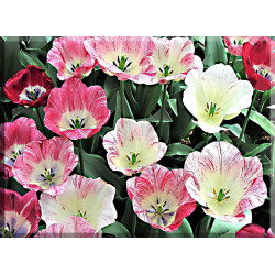 9528- Tulipanes De Color Rosa