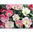 9528- Tulipanes De Color Rosa