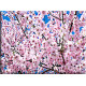 9601-Cerezos Japoneses Flores