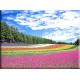 20042-Prado arco iris japones