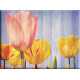 95077-Tulipán Flor Rosa