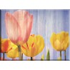 95077-Tulipán Flor Rosa