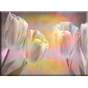 95177-Tulipanes Flores Rosadas