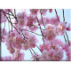 9604-Cerezos Japoneses Flores Rosa