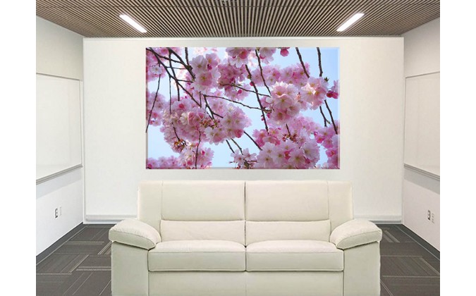 9604-Cerezos Japoneses Flores Rosa