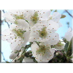 9605-Flor blanca cerezo