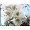 9605-Flor blanca cerezo