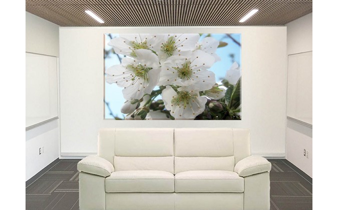 9605-Flor blanca cerezo