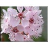 9606-Flor De Cerezo Japonés