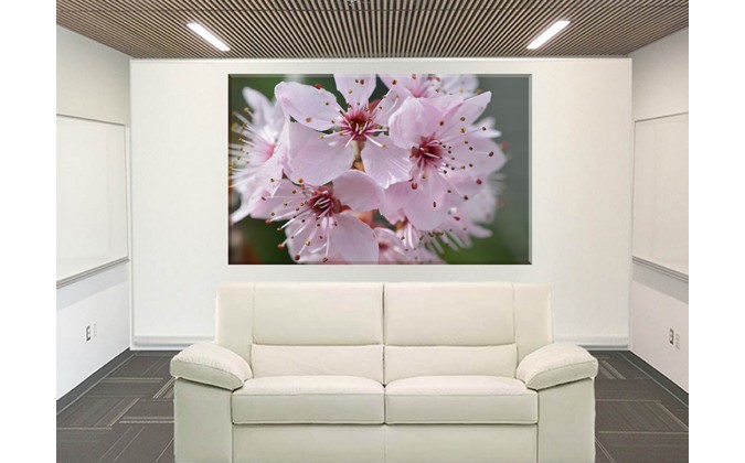 9606-Flor De Cerezo Japonés