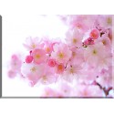 9608-Cerezos Japoneses Flores Primavera