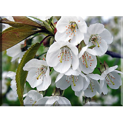 9611-Los Cerezos En Flor Flores De Los Árboles