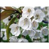 9611-Los Cerezos En Flor Flores De Los Árboles