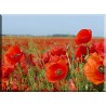 1019-Amapolas Campo en Flor