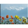 1021-Amapolas bajo la nieve