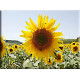 4032-Girasol Paisaje de Verano