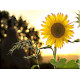 4033-Girasol Flor de Campo