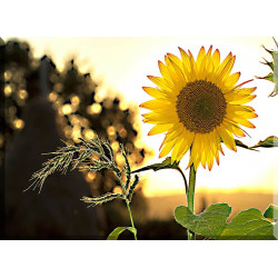 4033-Girasol Flor de Campo