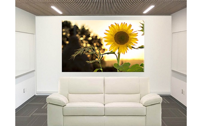 4033-Girasol Flor de Campo