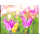 9529-Tulipanes Rosa Jardín Primavera Flores Florales
