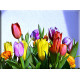 9530-tulipanes variados colores