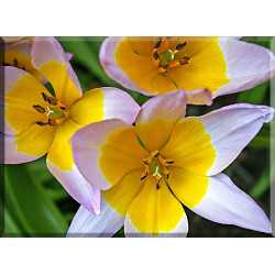 9531-tulipanes blanco amarillo