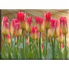 9532-Tulipanes Primavera Pascua
