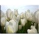 9534-Tulipanes en blanco