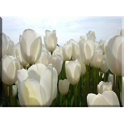 9534-Tulipanes en blanco