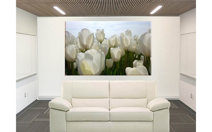 9534-Tulipanes en blanco