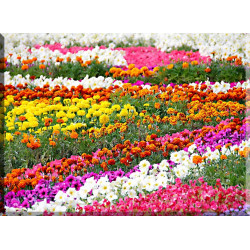9535-prado colorido de tulipanes