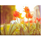 9537-Tulipanes bajo el sol