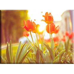 9537-Tulipanes bajo el sol