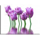 9539-Tulipanes decoracion violeta