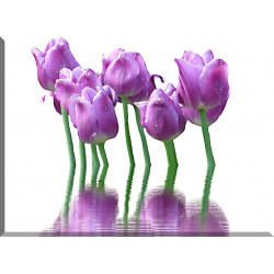 9539-Tulipanes decoracion violeta