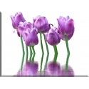 9539-Tulipanes decoracion violeta