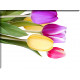 9540-Tulipanes variados colores
