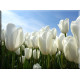 9541-Tulipanes blancos