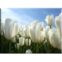 9541-Tulipanes blancos