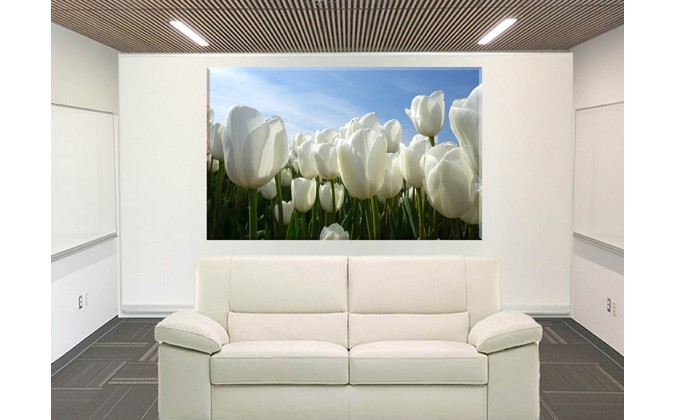 9541-Tulipanes blancos