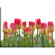 9544-Bonitos tulipanes