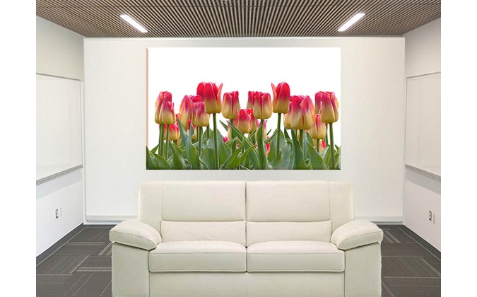 9544-Bonitos tulipanes