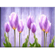 9545-tulipanes fusia