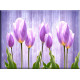 9545-tulipanes fusia
