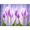 9545-tulipanes fusia