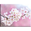 9615-cerezo flor de japon
