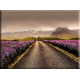 22521-Islandia Flores Paisaje Por Carretera Sunrise