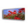 Amapolas en el campo-1006