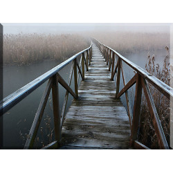 20541-Niebla Bosque Pasarela Puente