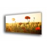 Amapolas en el atardecer-1015